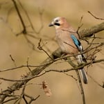 Eurasian Jay_Czech Republic_01