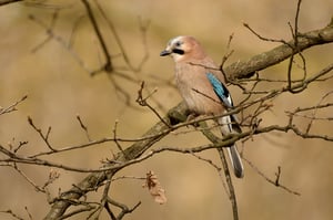 Eurasian Jay_Czech Republic_01