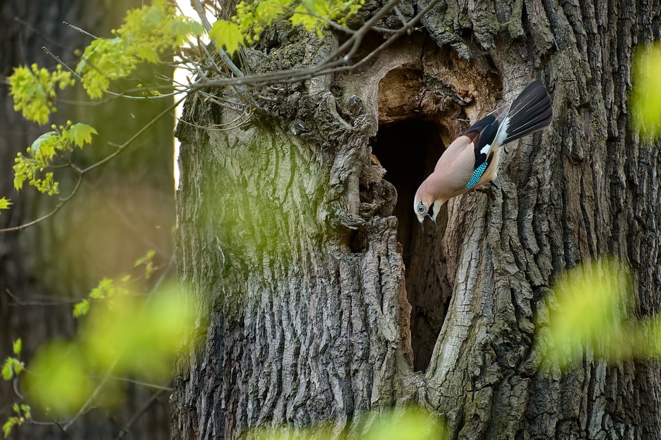 Eurasian Jay_Czech Republic_02