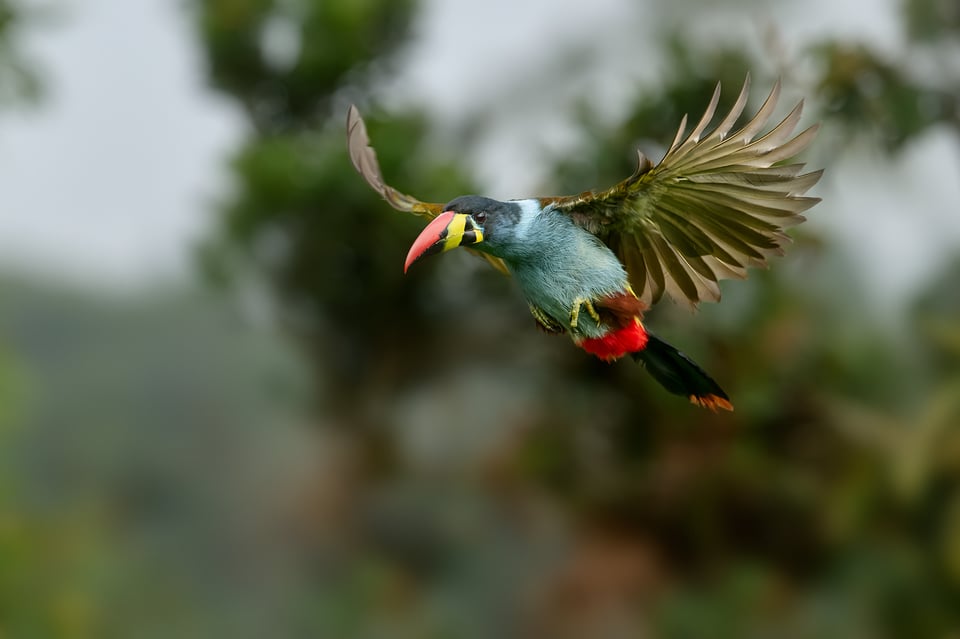 Grey-breasted Mountain-toucan_04