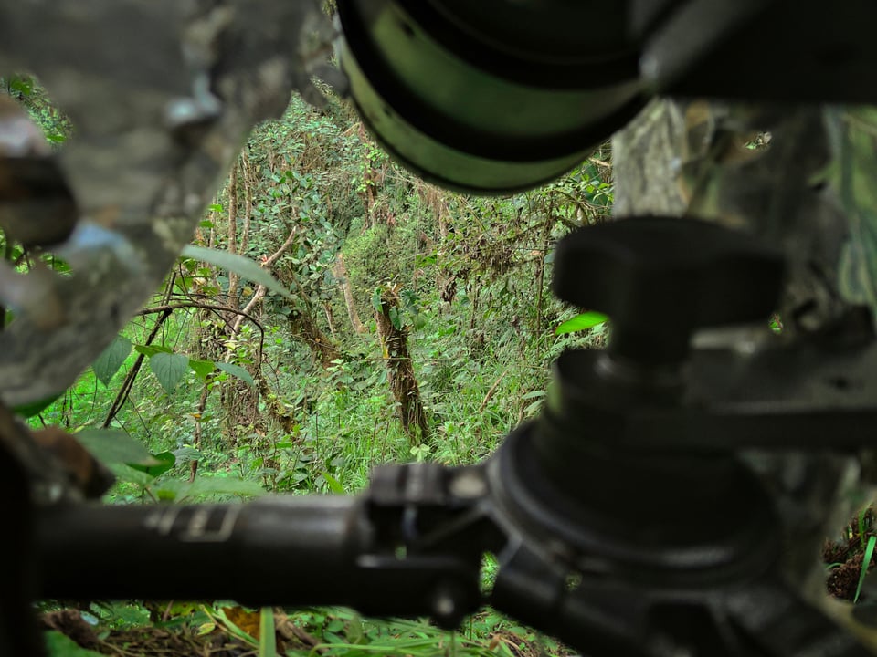 Plate-billed Mountain-toucan_nest