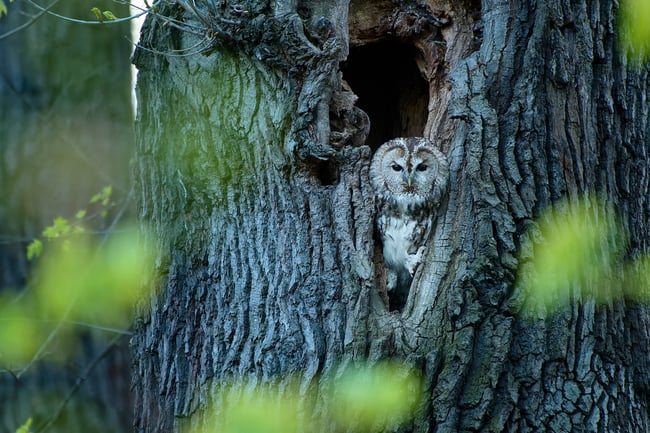 About the Owl and the Wicked Jay