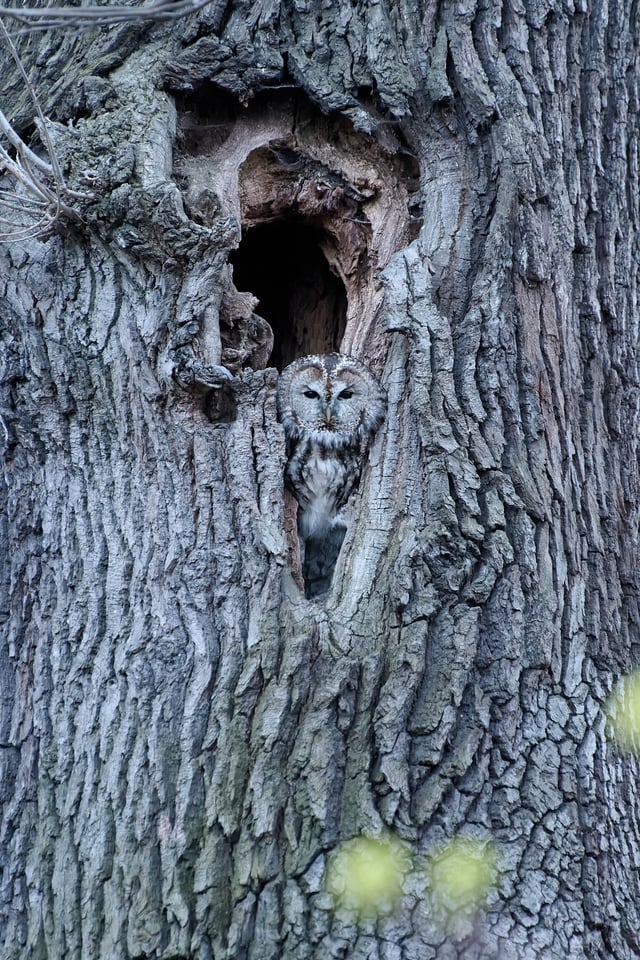 Tawny Owl_Czech Republic_03