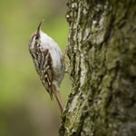 Treecreeper_Czech Republic_Prague_Nikon D500