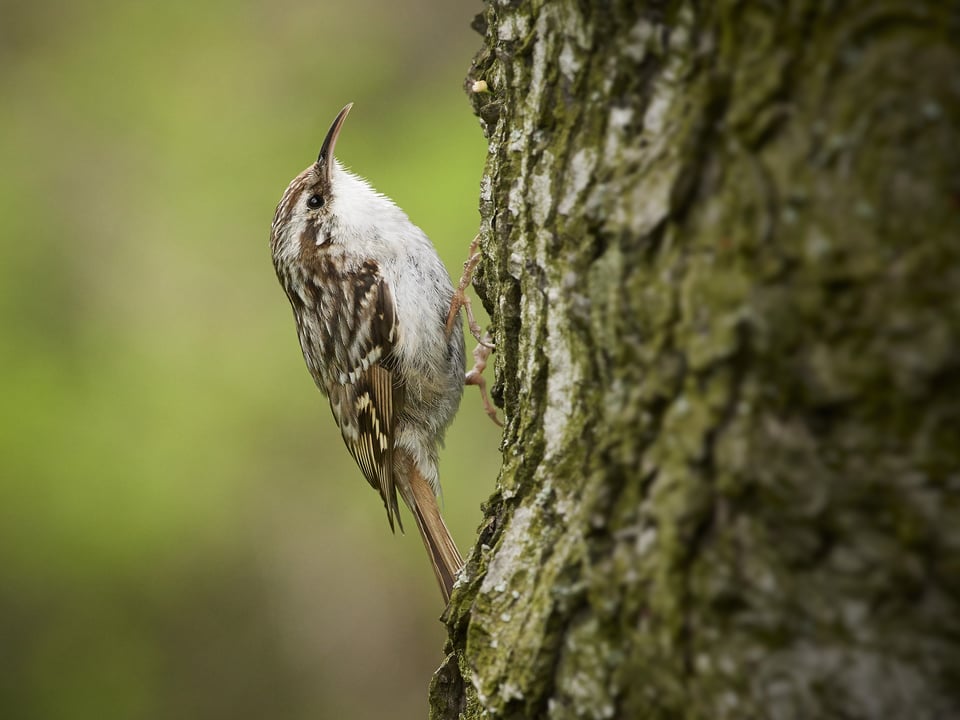 Treecreeper_Czech Republic_Prague_Nikon D500