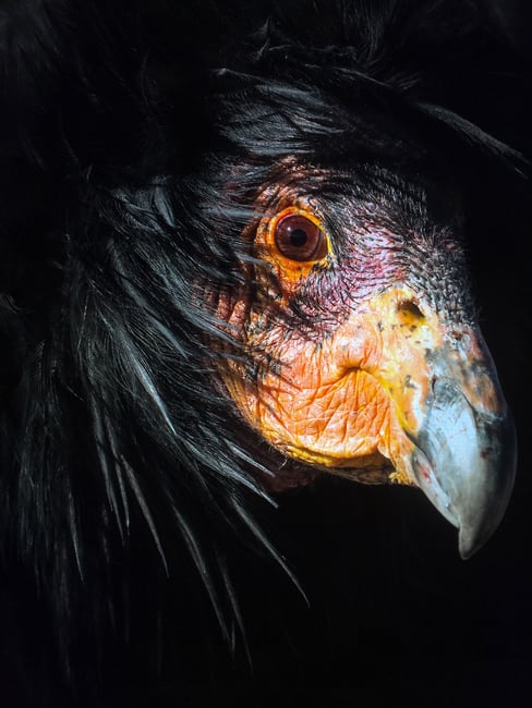 Verm-Sherman-condor-portrait