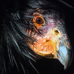 Verm_condor-portrait Thumbnail