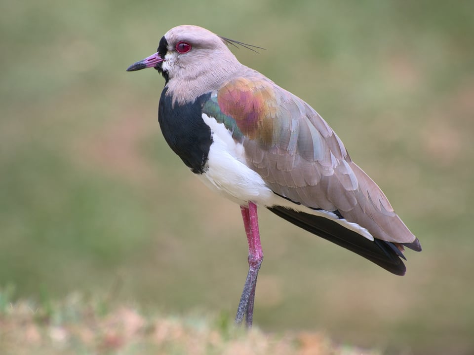 southern_lapwing_onGrass_jpolak