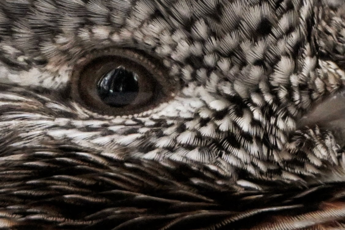 100% Crop Nikon Z8 Sample 6