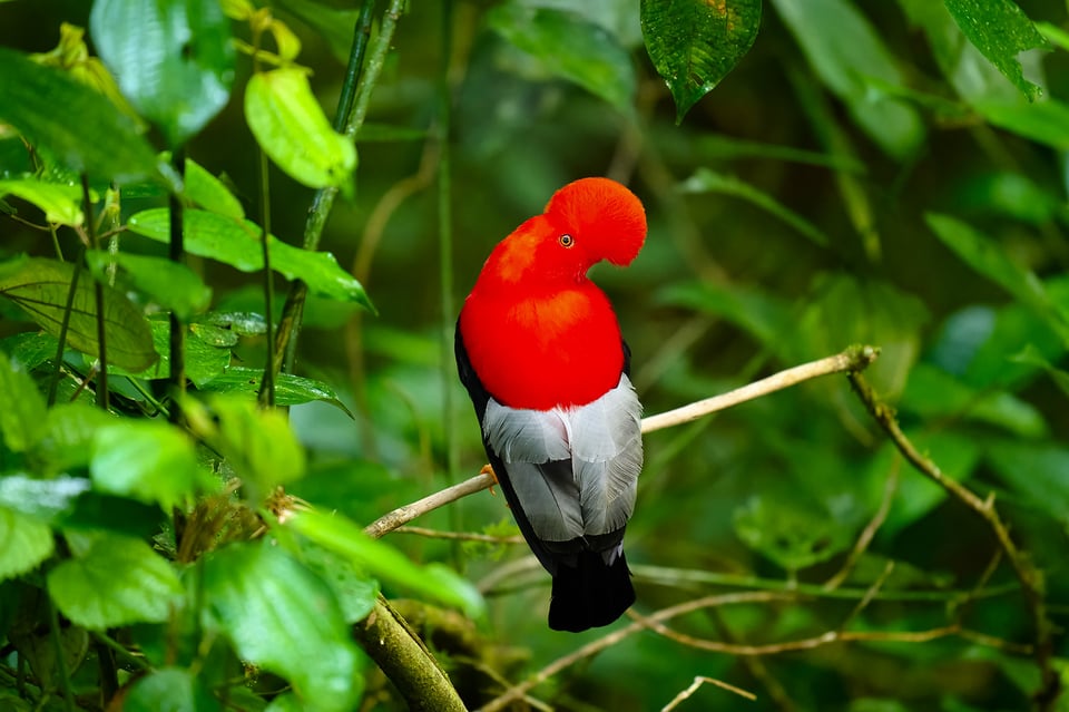 Andean Cock-of-the-Rock_Nikon Z9_ISO16000
