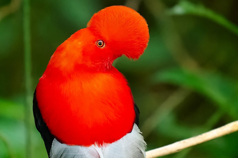 Andean Cock-of-the-Rock_Nikon Z9_ISO16000_Cropped 2048