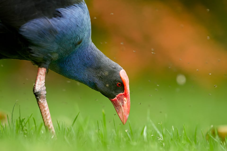 Australian Swamphen__Australia