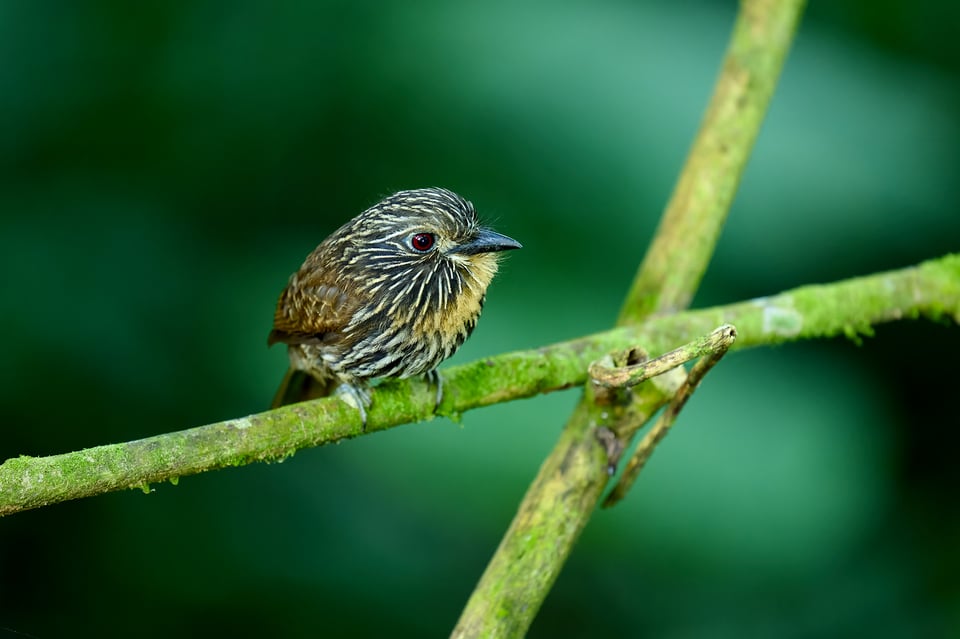 Black-streaked Puffbird_Nikon Z9_ISO5000