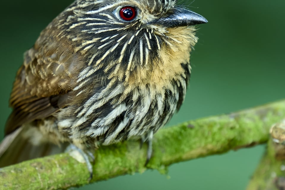 Black-streaked Puffbird_Nikon Z9_ISO5000_Cropped 2048