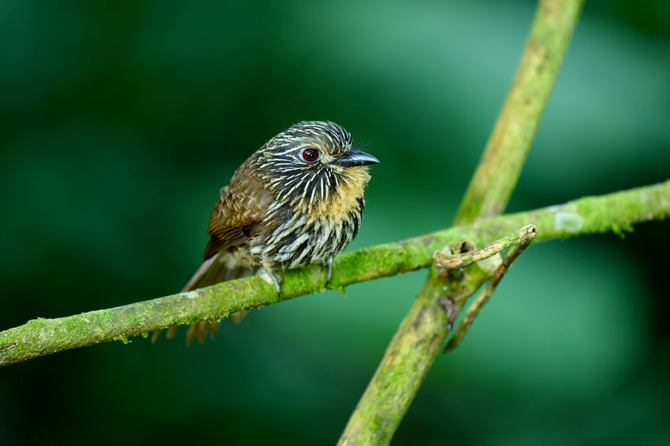 Black-streaked Puffbird_Nikon Z9_ISO800