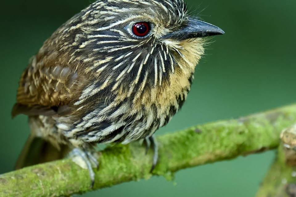 Black-streaked Puffbird_Nikon Z9_ISO800_Cropped 2048