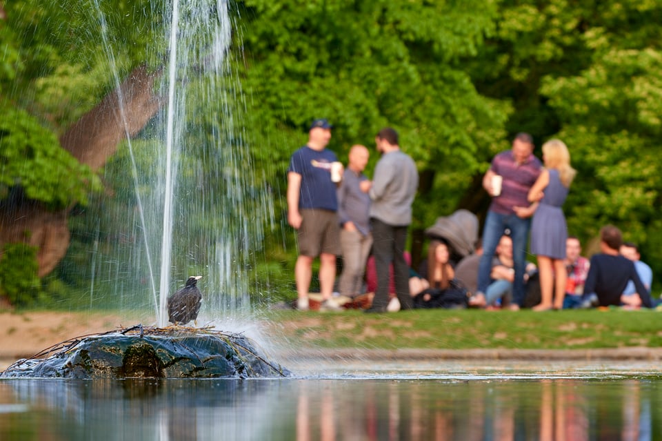 _CZ35368_Fulica atra-NEF_DxO_DeepPRIME