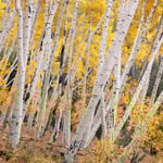 Canon-eos-r5-00015