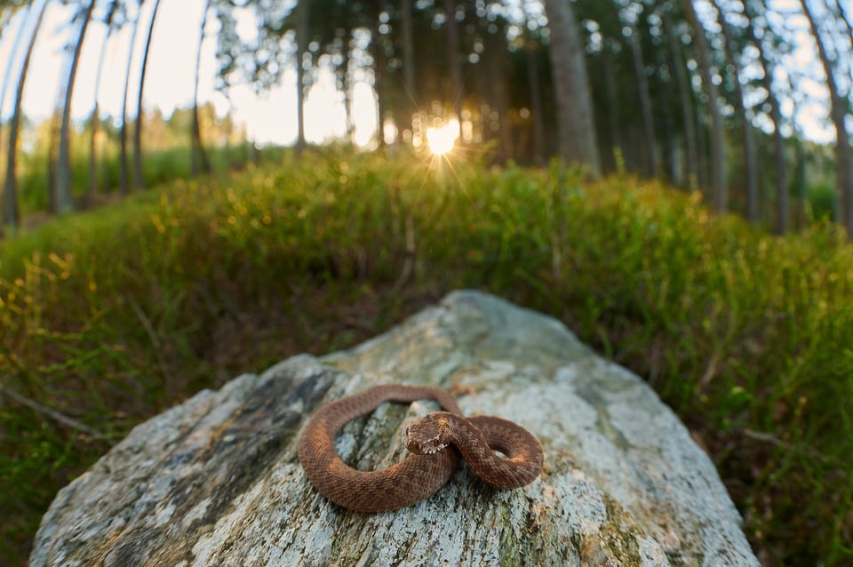 Common Adder_Czech Rep