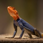 Common Agama_South Africa