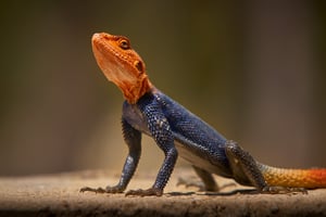 Common Agama_South Africa