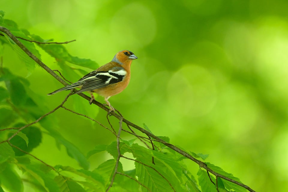 Common Chaffinch_Nikon Z8