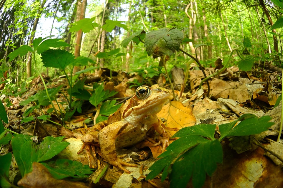 Common Frog_Nikon Z8