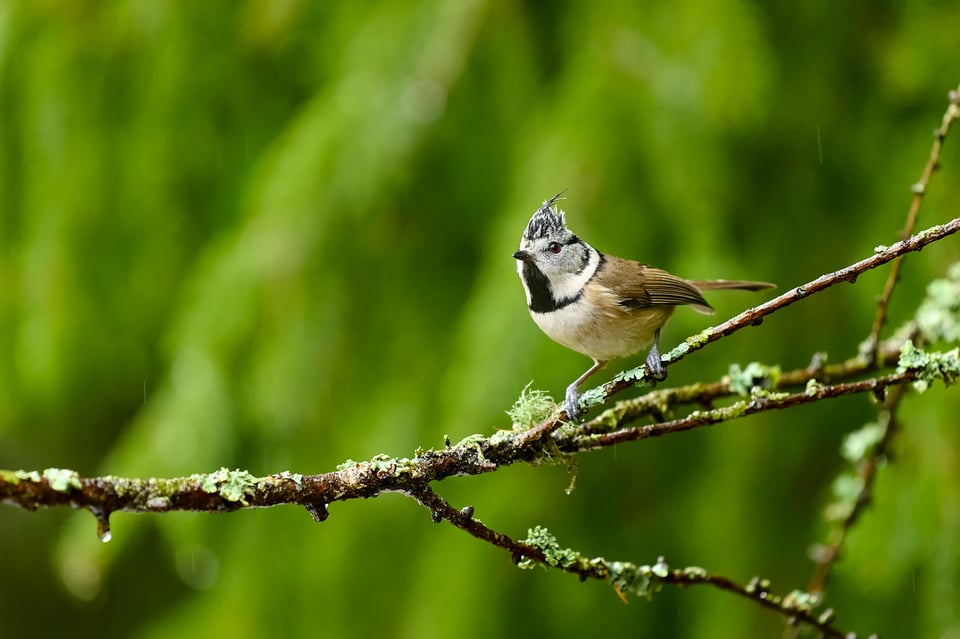 Crested Tit_Nikon Z9_ISO12800