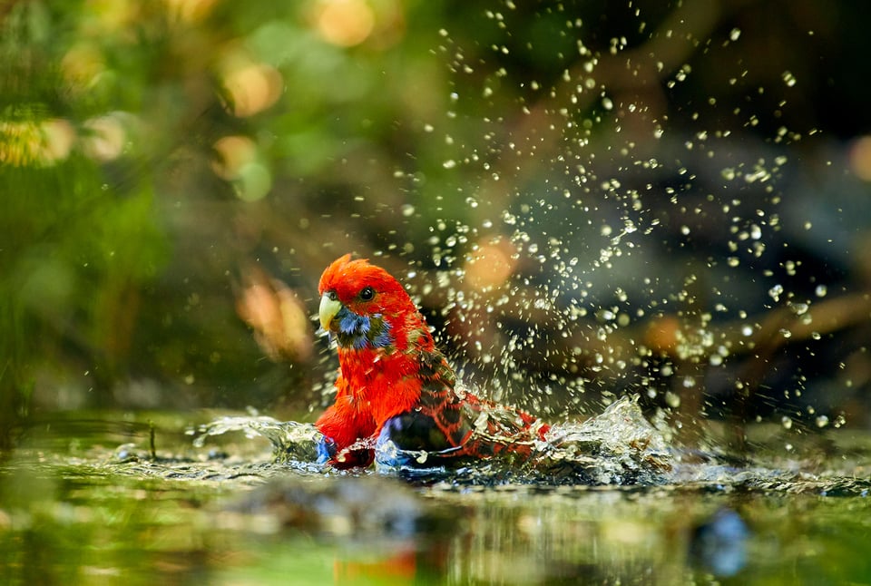 Crimson Rosella_Australia