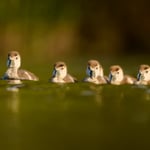 Egyptian Goose_Czech Republic