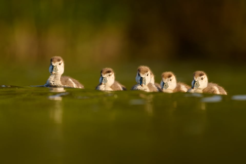 Egyptian Goose_Czech Republic