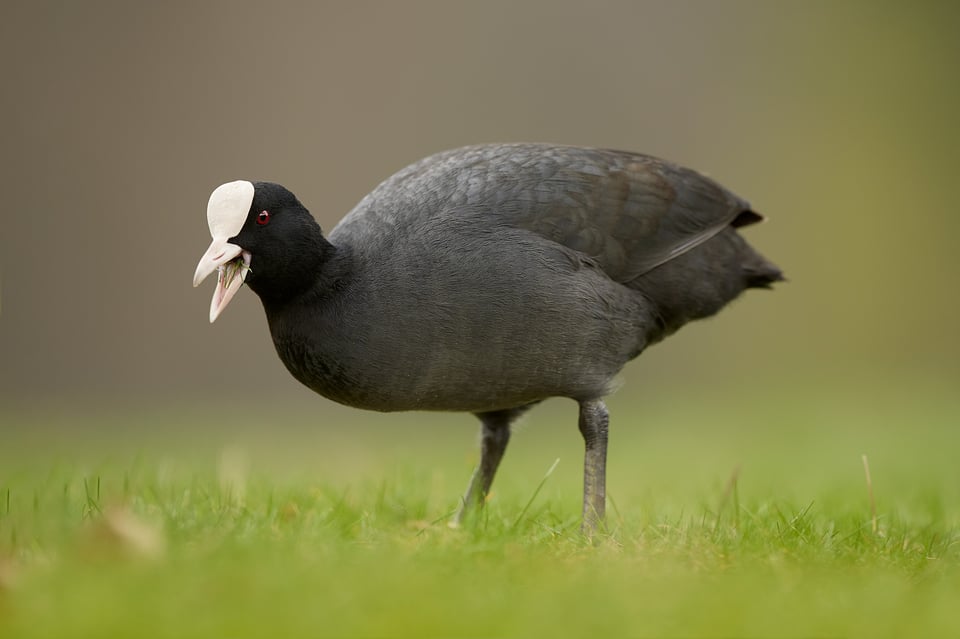 Eurasian Coot_Czech Rep