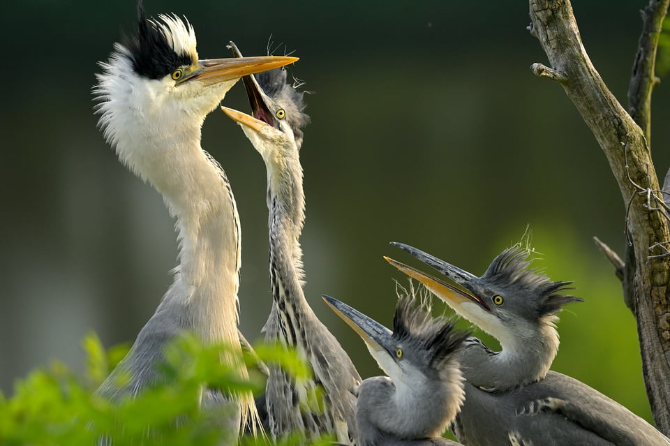 Grey Heron_Nikon Z8