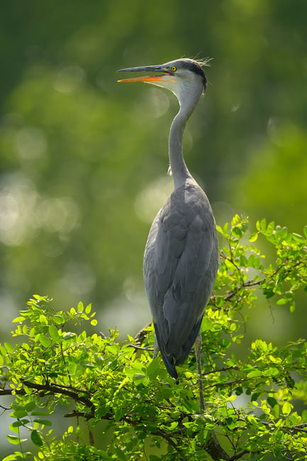 Grey Heron_Nikon Z8_02