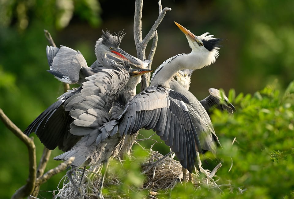 Grey Herons on the nest_Nikon Z8