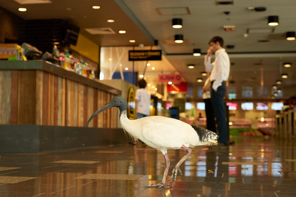 Ibis in food corner