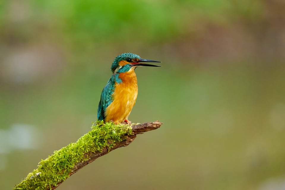 Kingfisher_Nikon Z9_ISO16000