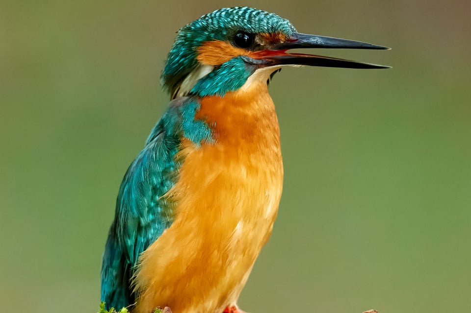 Kingfisher_Nikon Z9_ISO16000_Cropped 2048