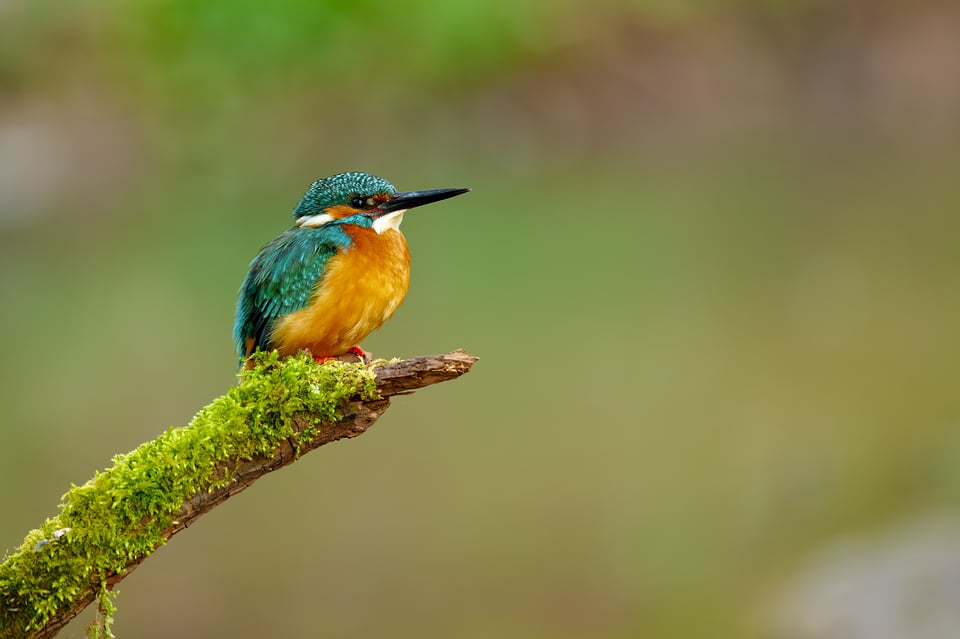 Kingfisher_Nikon Z9_ISO720