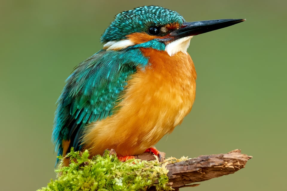 Kingfisher_Nikon Z9_ISO720_Cropped 2048