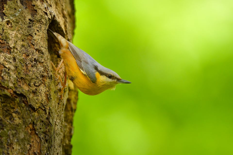 Nuthatch_Nikon Z8