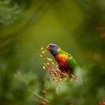 Rainbow Lorikeet_Australia