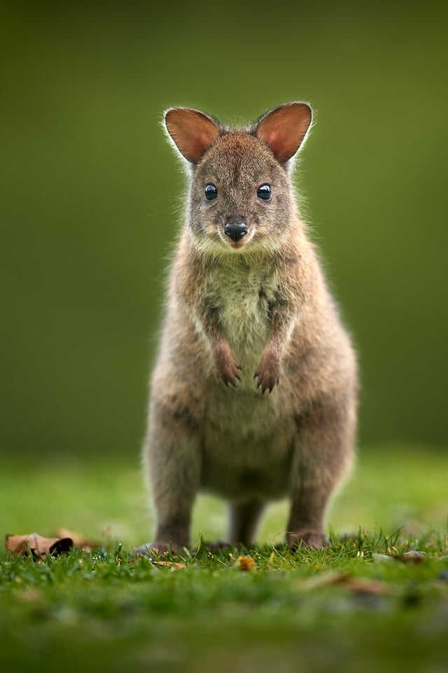 Wallaby_Australia