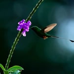 White-booted Racket-tailed Hummingbird_Nikon Z9_ISO16000