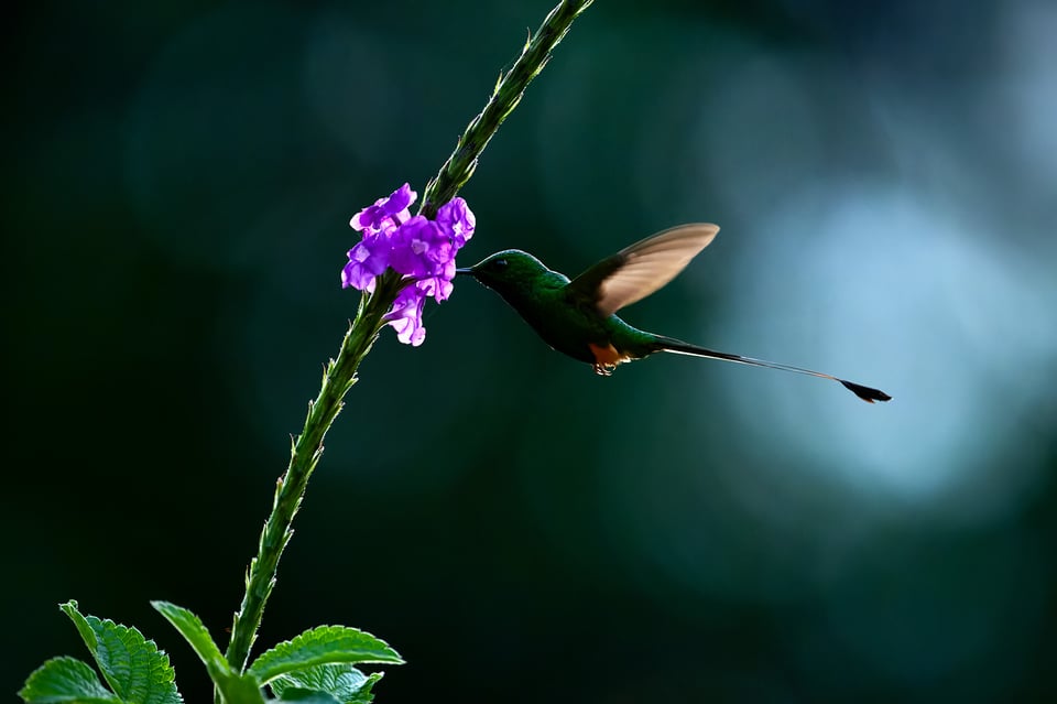 White-booted Racket-tailed Hummingbird_Nikon Z9_ISO16000