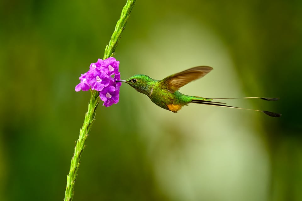 White-booted Racket-tailed Hummingbird_Nikon Z9_ISO6400