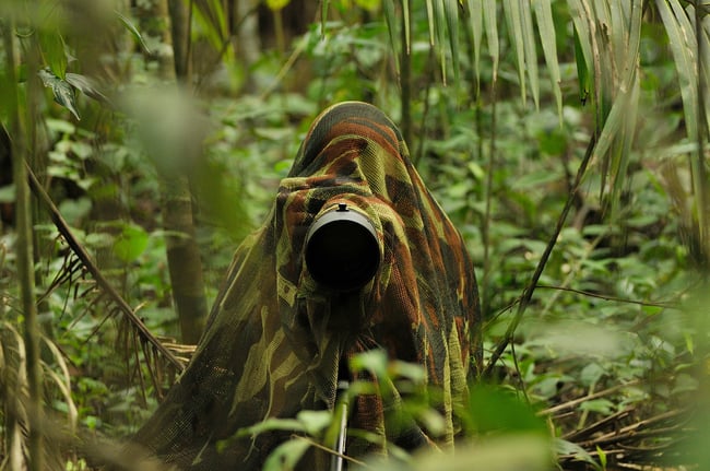 How Important Is Patience in Wildlife Photography?