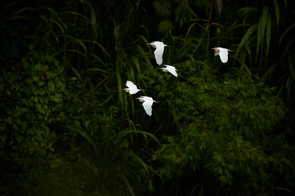 Cattle Egret_Colombia