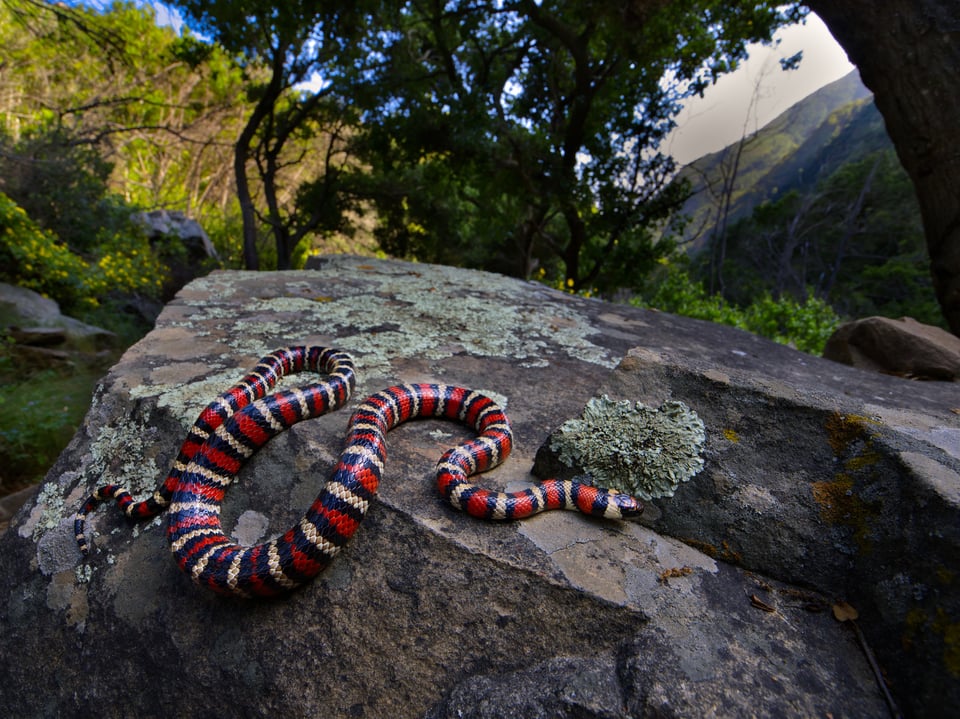 Close focus wide angle photography with the Olympus 8-25mm f4 Pro lens and a california mountain kingsnake