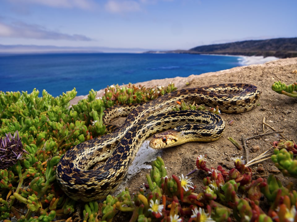 Close focus wide angle photography with the Olympus 8-25mm f4 Pro lens and a santa cruz island gophersnake